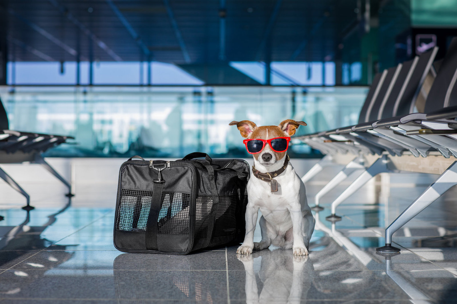 Come trasportare gli animali domestici consigli e regole