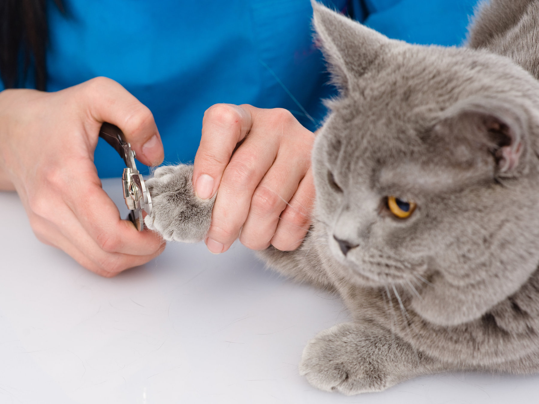 I vantaggi della toelettatura per animali domestici