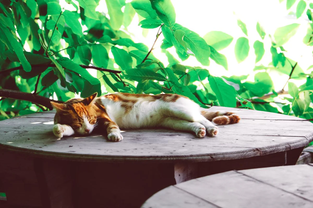 gatto-soffre-il-caldo-rimedi