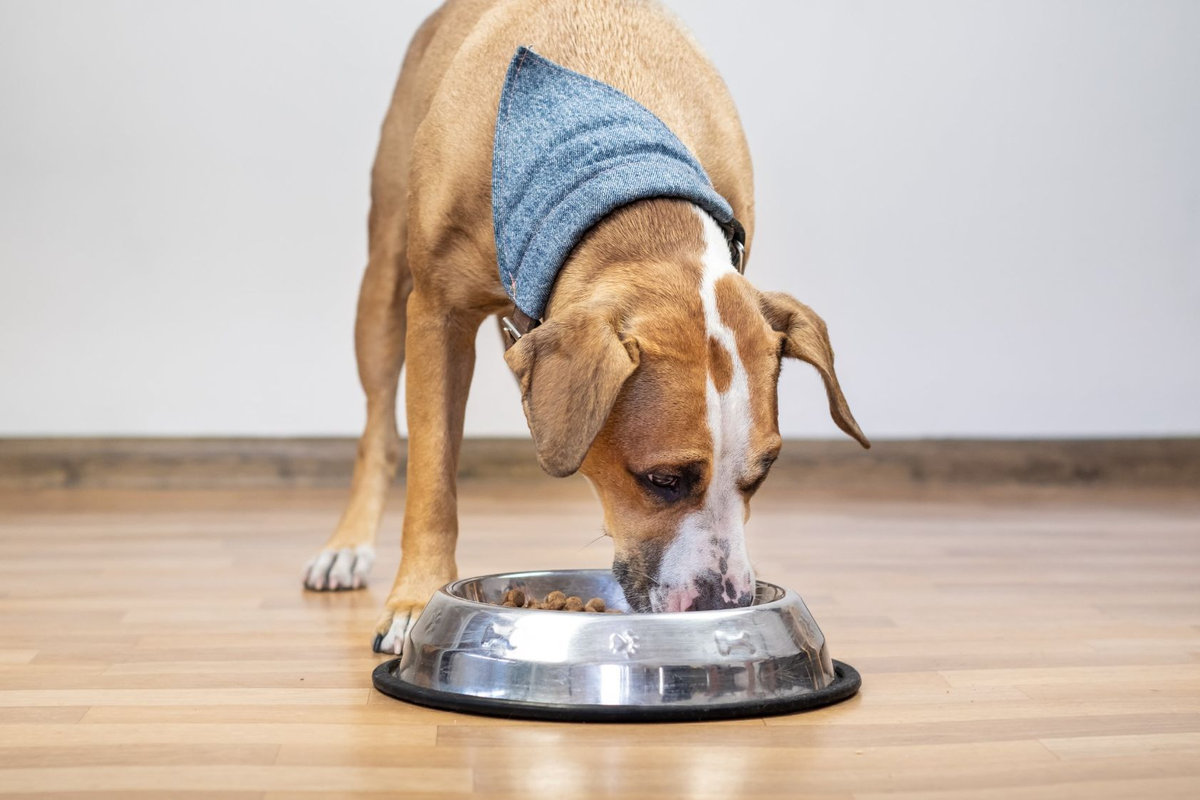 alimenti per cani ricchi di antiossidanti