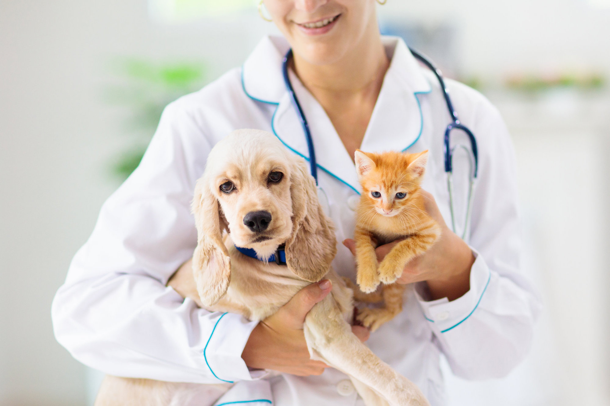 animali dal veterinario