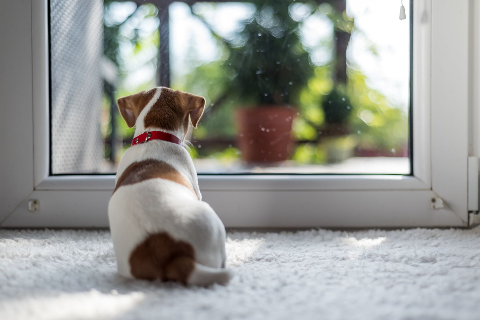 Animali domestici in appartamento: quali scegliere e perché