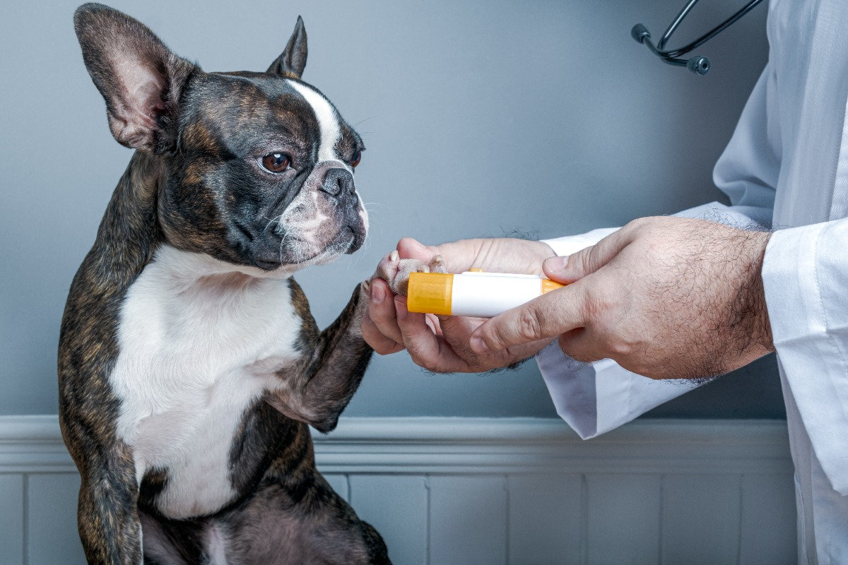 Facciamoci belli: i consigli per l’igiene di cani e gatti 
