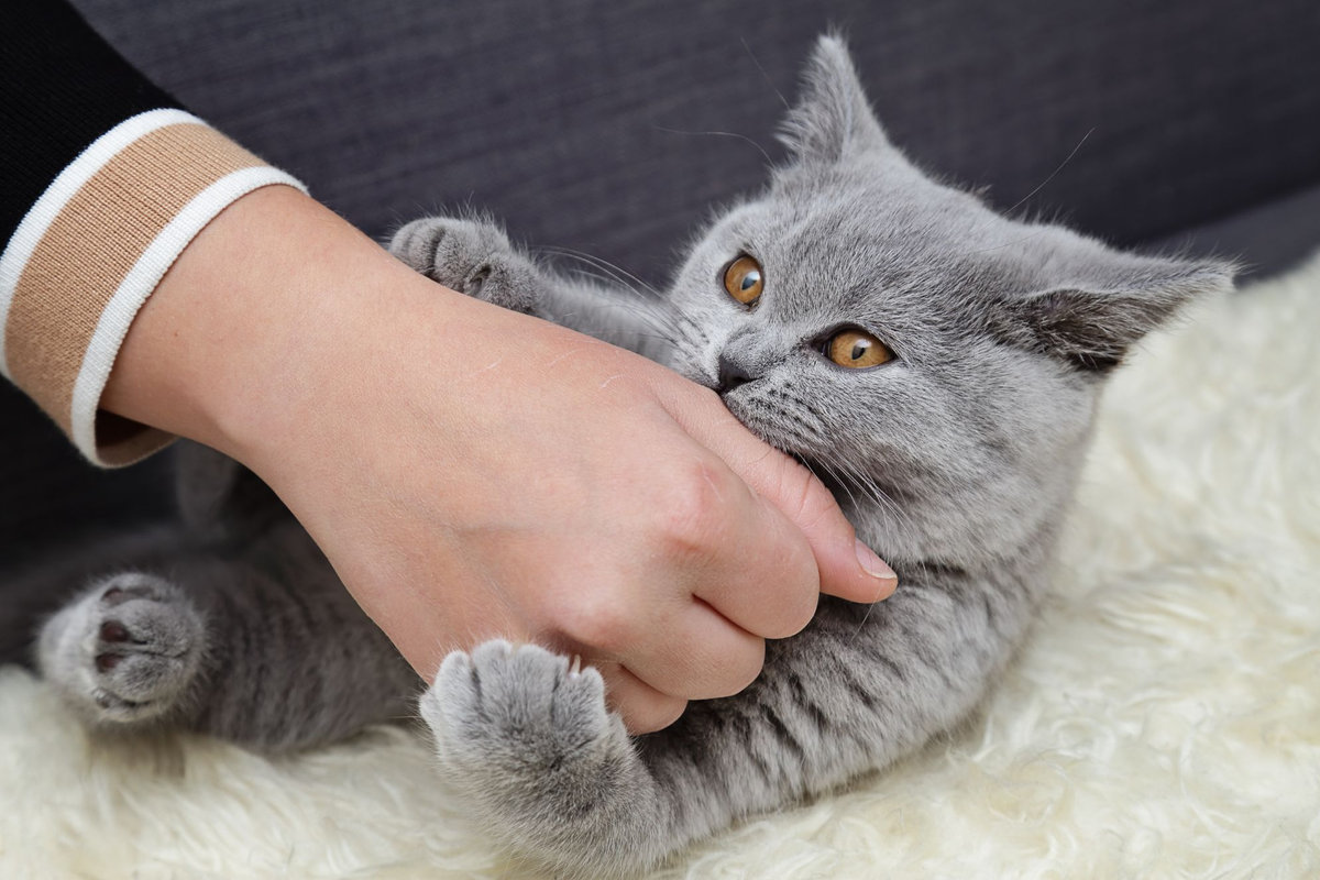 perche i gatti mordono