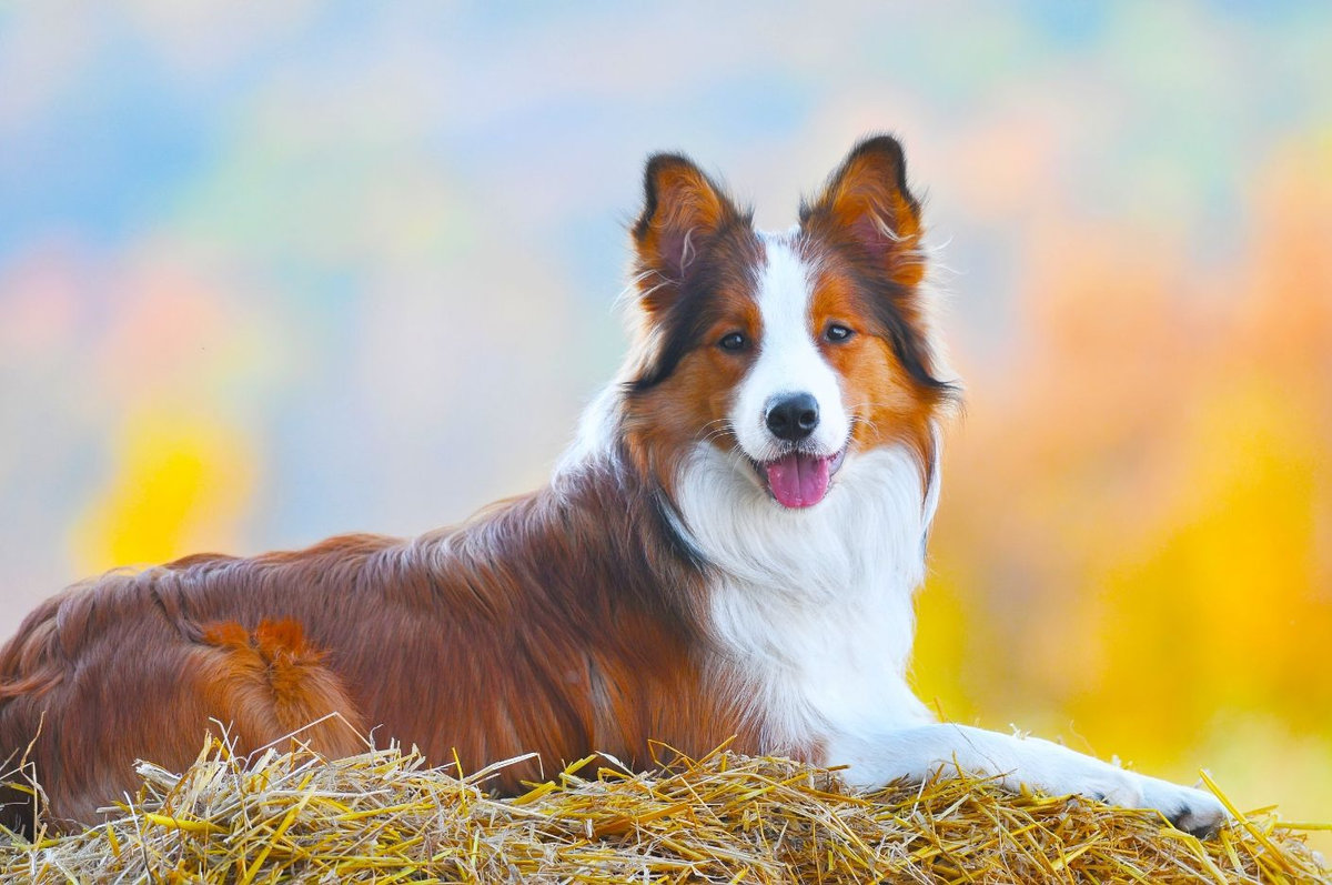 vitamina d per peli e peluria degli animali